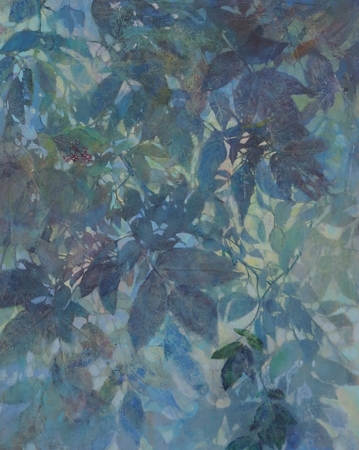 Elderberry Bush